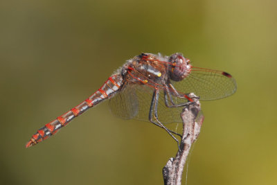 Variegated Meadowhawk