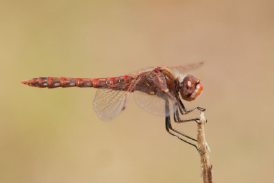 Variegated Meadowhawk