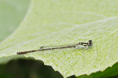 Fragile Forktail