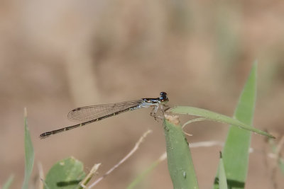 Fragile Forktail