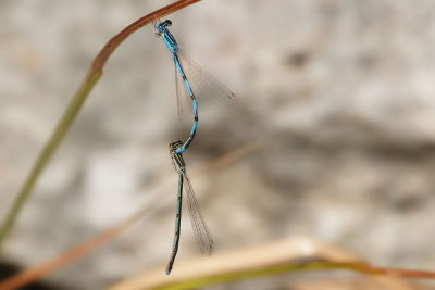 Double-striped Bluet