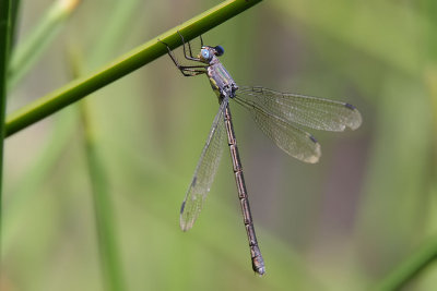 Amber-winged Spreadwing