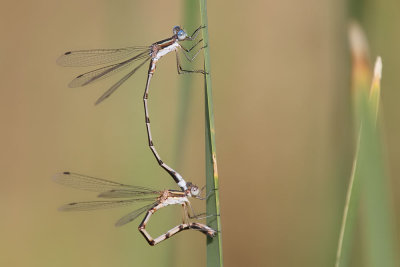 Southern Spreadwing