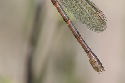 Southern Spreadwing