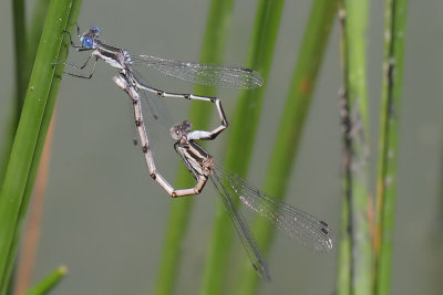 Southern Spreadwing