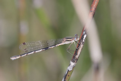 Southern Spreadwing