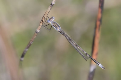 Southern Spreadwing