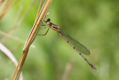 Southern Spreadwing