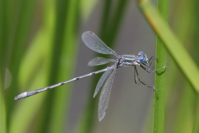 Southern Spreadwing