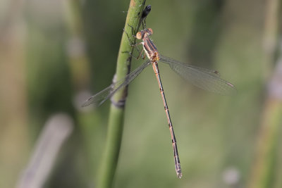 Southern Spreadwing