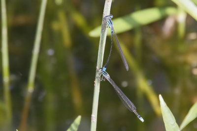 Azure Bluet