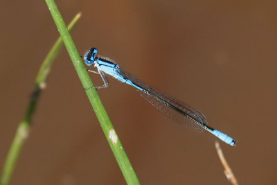 Azure Bluet