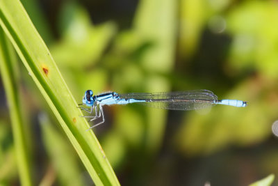 Azure Bluet