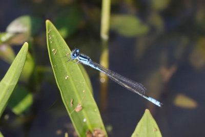 Azure Bluet