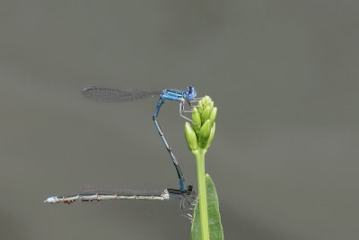 Double-striped Bluet