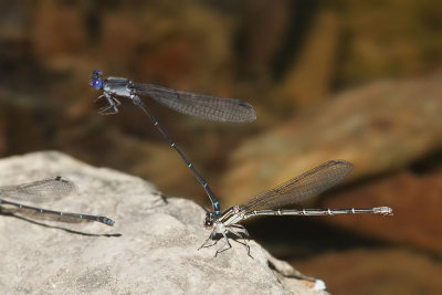 Dusky Dancer