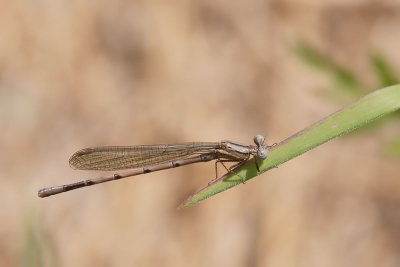 Variable Dancer