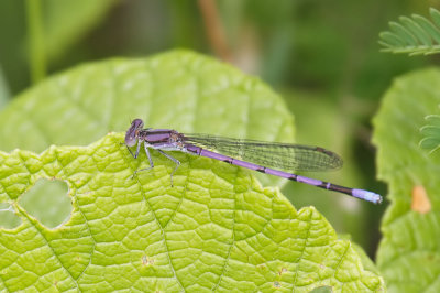 Variable Dancer
