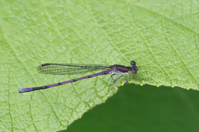 Variable Dancer
