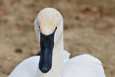 Trumpeter Swan #2
