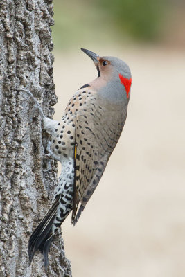 Northern Flicker