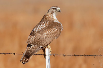 Red-tailed Hawk