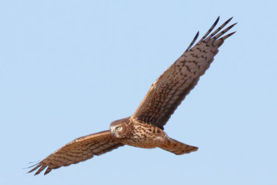 Northern Harrier