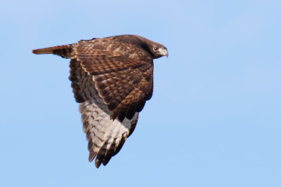 Red-tailed Hawk