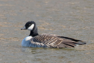 Cackling Goose