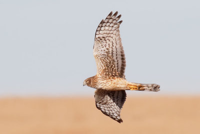 Northern Harrier