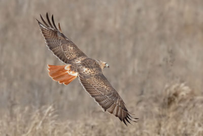 Red-tailed Hawk