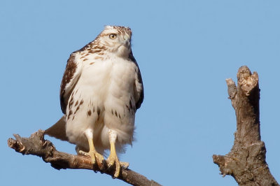 Red-tailed Hawk