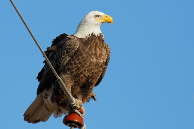 Bald Eagle