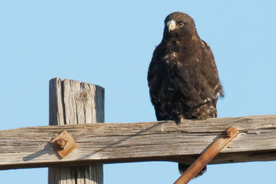 Rough-legged Hawk