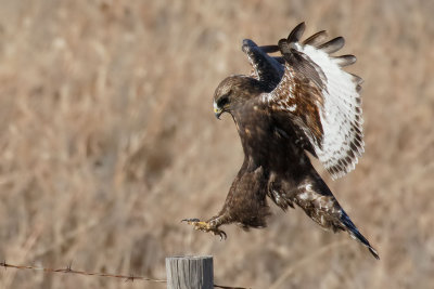 Rough-legged Hawk