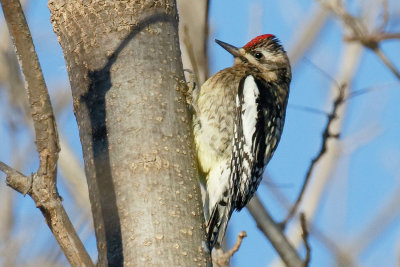 Yellow-bellied Sapsucker