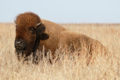 American Bison