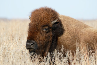 American Bison