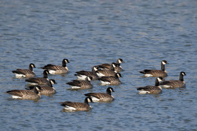 Cackling Goose