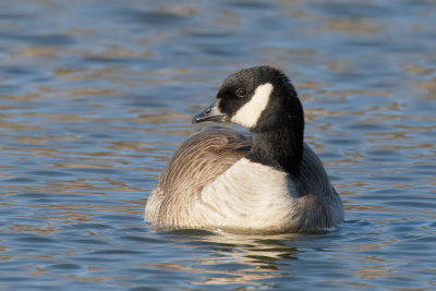 Cackling Goose