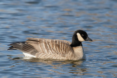 Cackling Goose