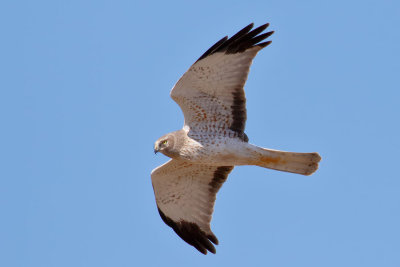 Northern Harrier