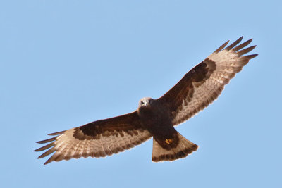 Rough-legged Hawk