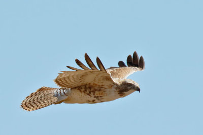 Red-tailed Hawk