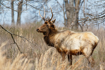 American Elk