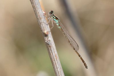 Fragile Forktail