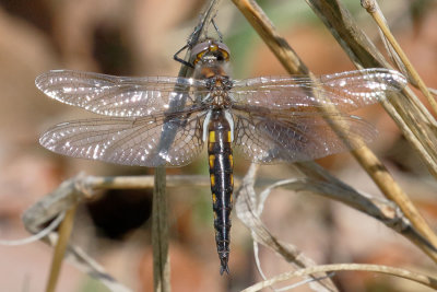 Mantled Baskettail