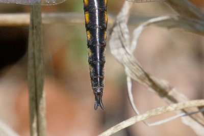 Mantled Baskettail