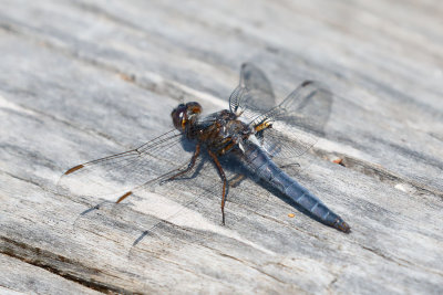 Blue Corporal