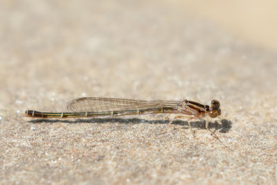 Fragile Forktail